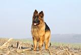 BERGER ALLEMAND 948